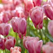Tulipe tardive 'Menton'